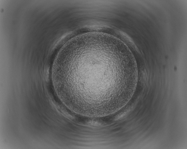 X0000081380596200701111454