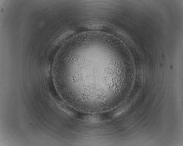 X0000081380652200701111453