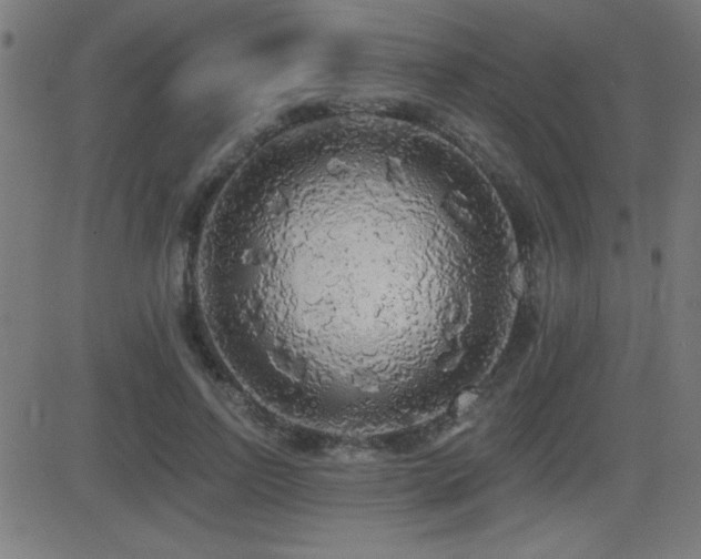 X0000081380742200701111452