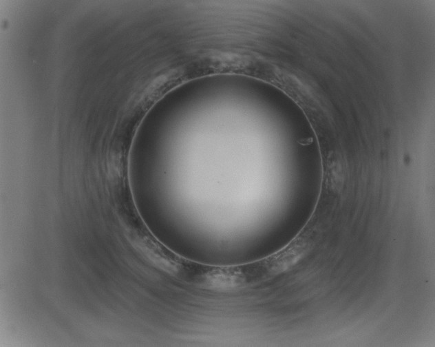 X0000081380756200701111452
