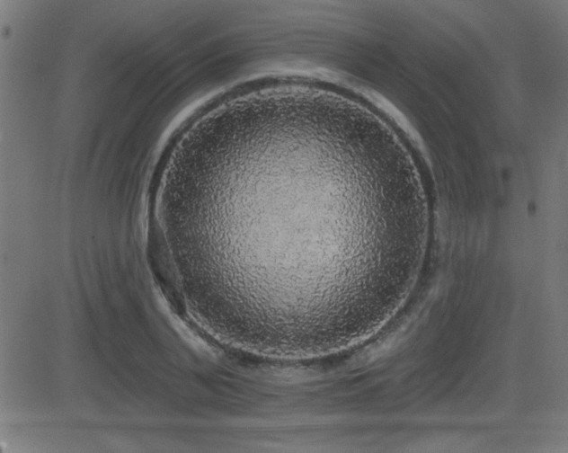 X0000081380791200701111451