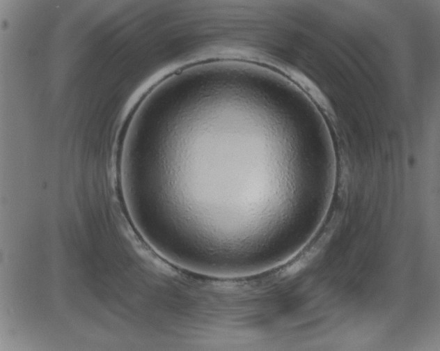 X0000081380904200701111449