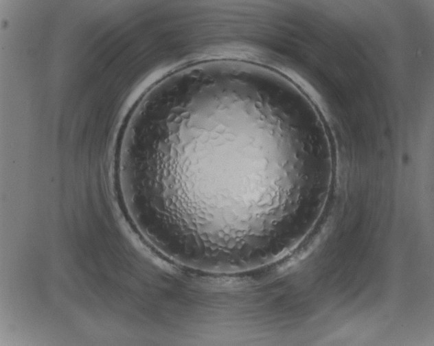 X0000081380949200701111449