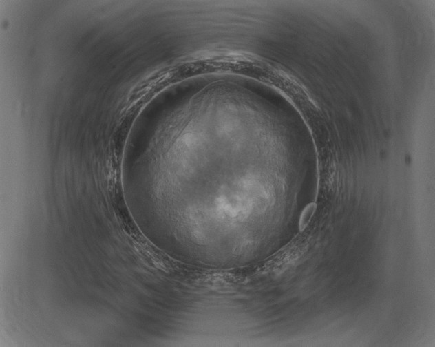 X0000081380966200701111448
