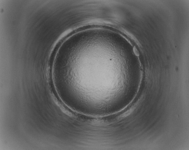 X0000081381029200701111447