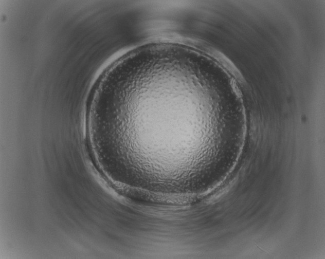 X0000081381036200701111447