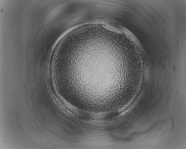 X0000081381052200701111447