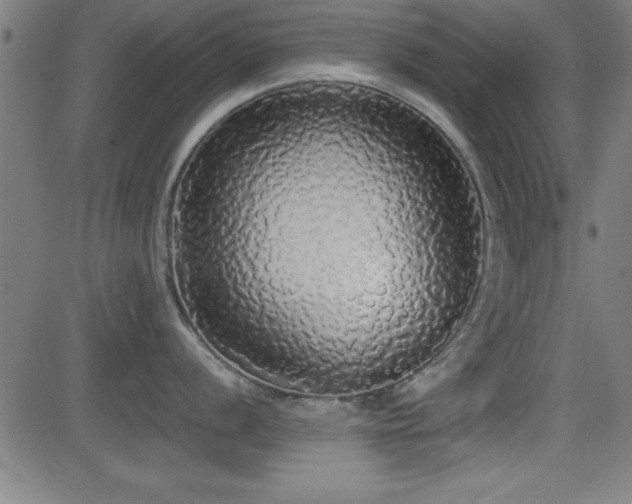 X0000081381056200701111447