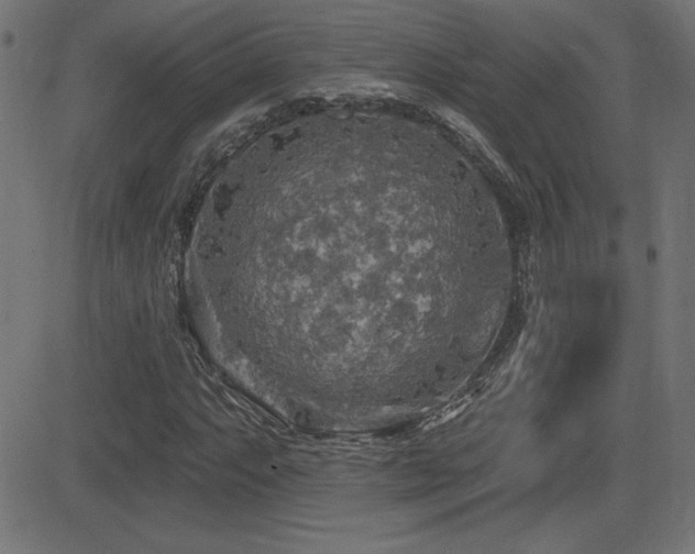 X0000081381063200701111446