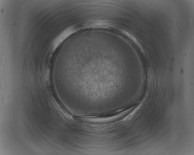 X0000081381066200701111446