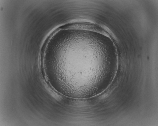 X0000081381076200701111446