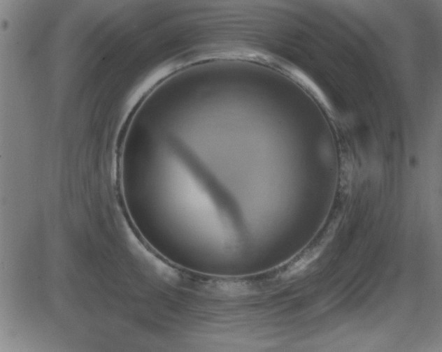 X0000081381095200701111446