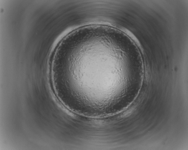 X0000081381096200701111446