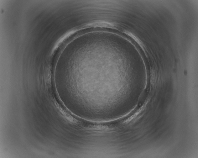 X0000081381115200701111445