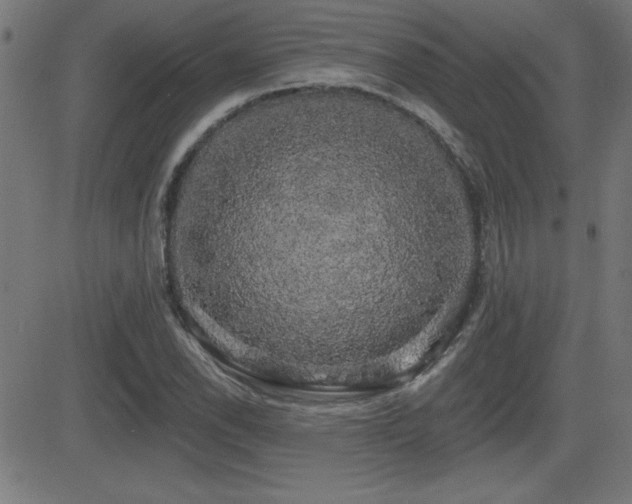X0000081381118200701111445