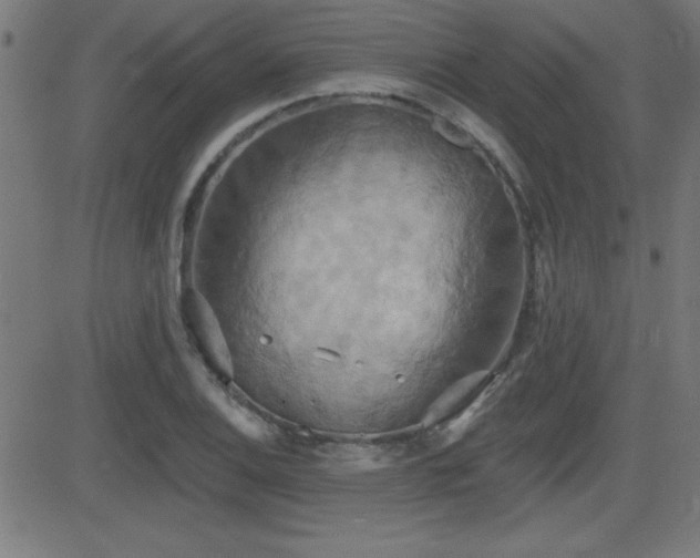 X0000081381124200701111445