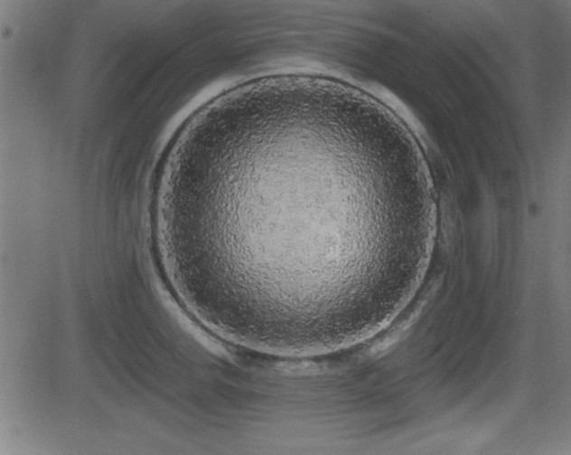 X0000081381142200701111445