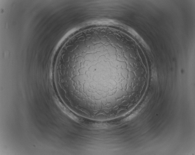 X0000081381232200701111444