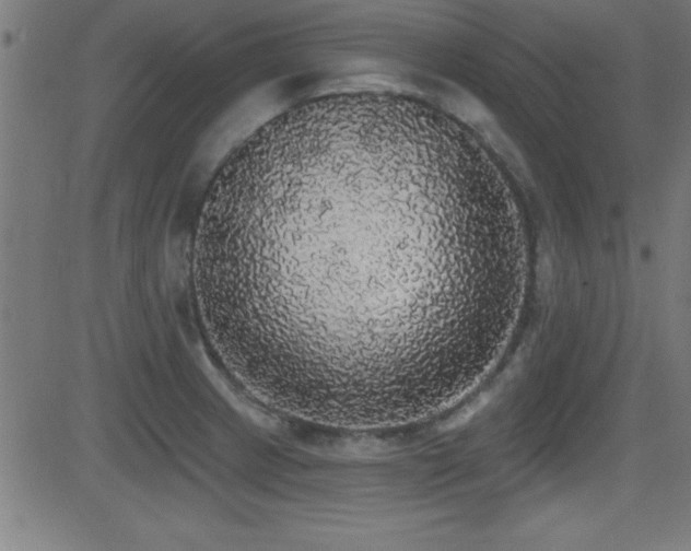 X0000081381233200701111444