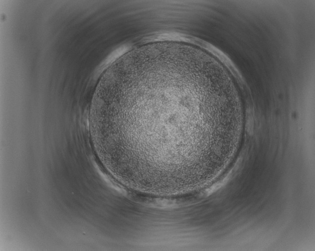 X0000081381241200701111444