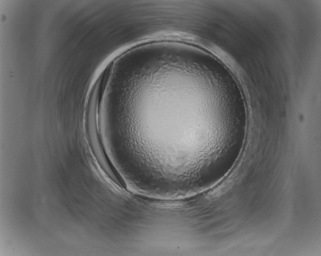 X0000081381296200701111442