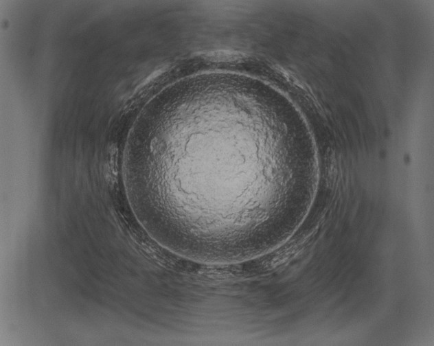 X0000081381301200701111442