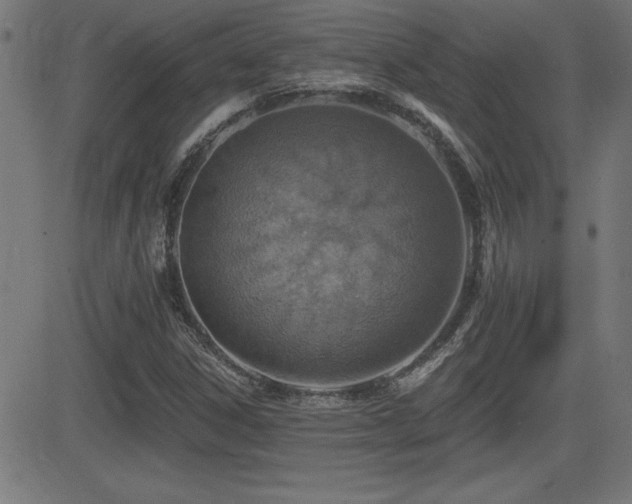 X0000081381306200701111442