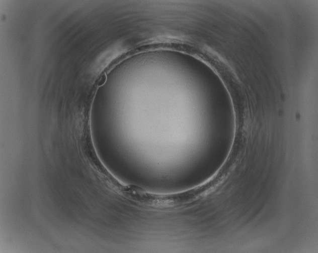 X0000081381313200701111442