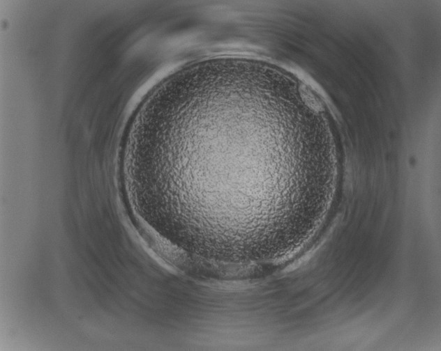 X0000081381333200701111442