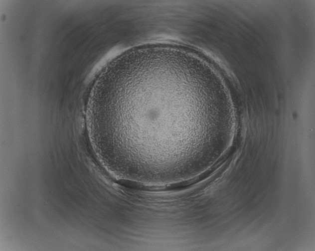 X0000081381363200701111441