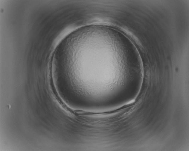 X0000081381375200701111441