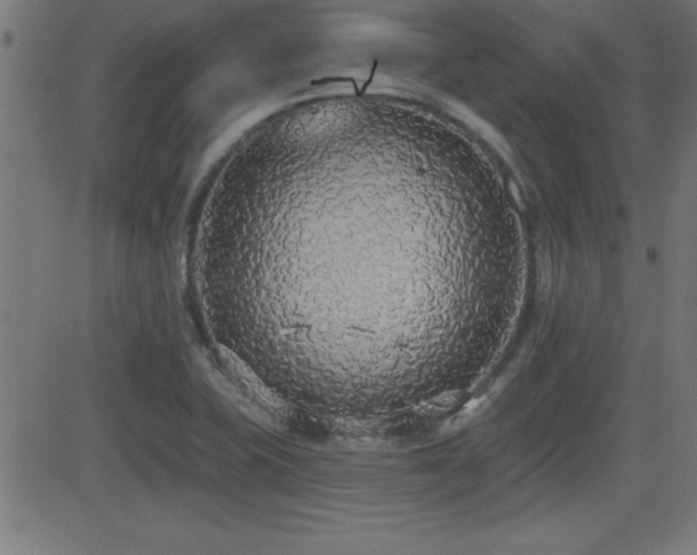 X0000081381415200701111440