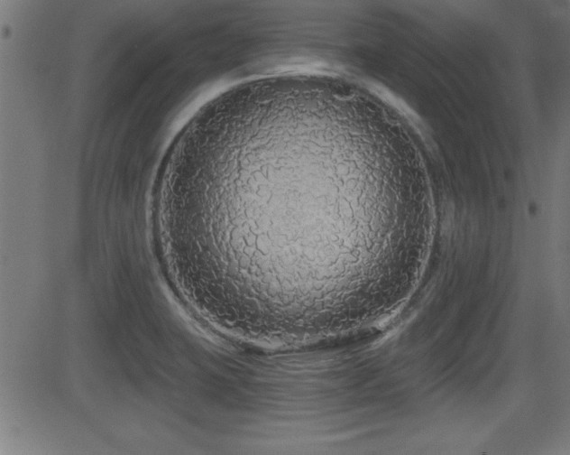 X0000081381423200701111441