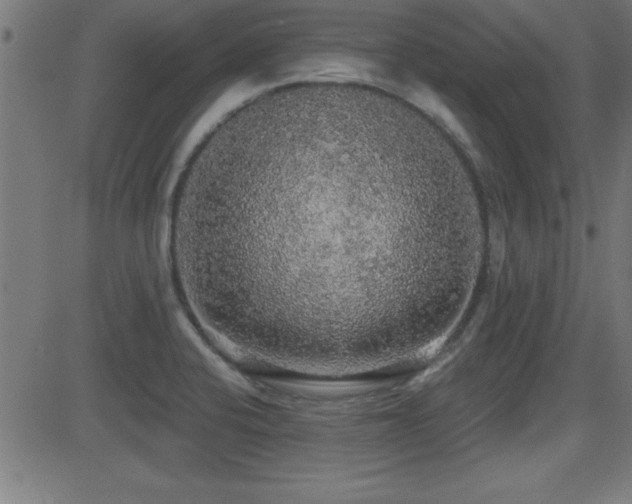 X0000081381424200701111441