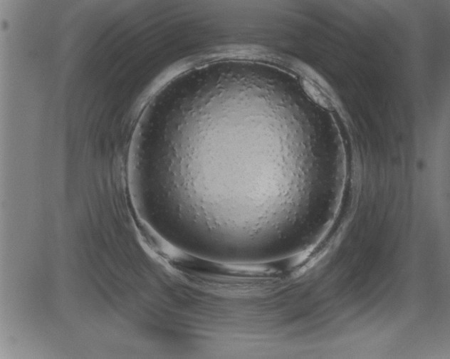 X0000081381433200701111441