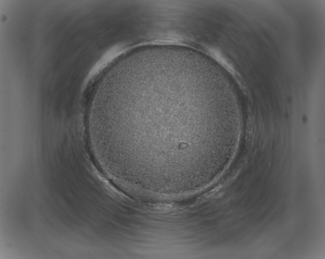 X0000081381456200701111440