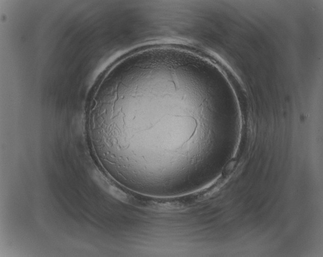 X0000081381460200701111440