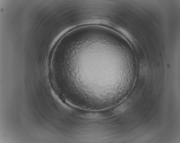 X0000081381468200701111440