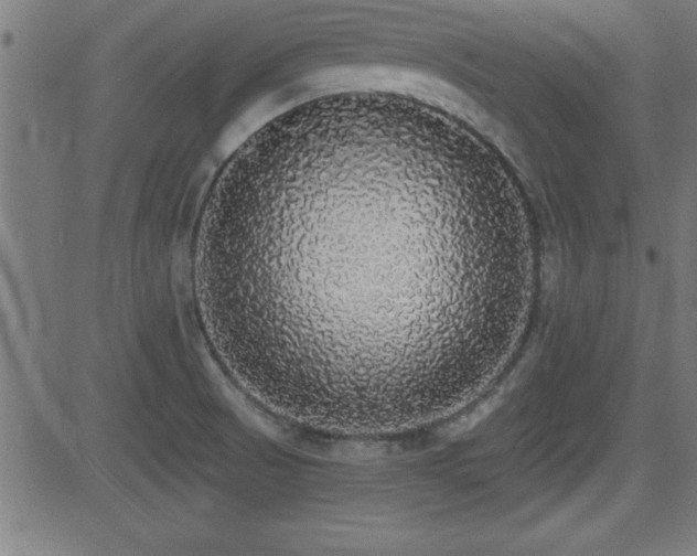 X0000081381521200701111439