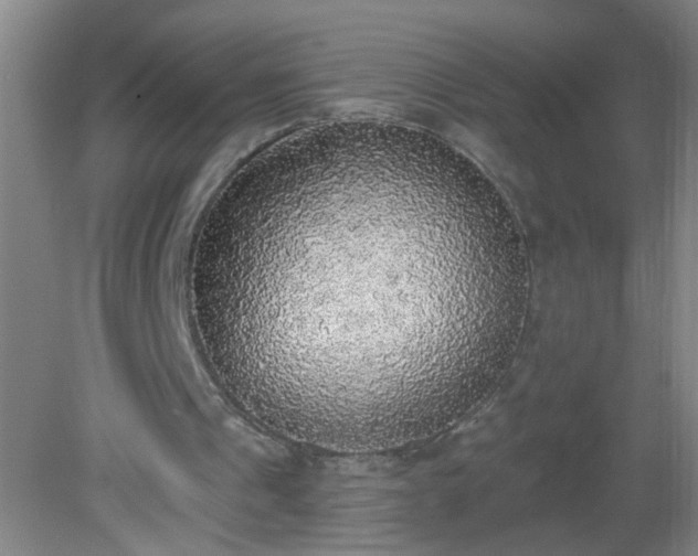 X0000081380241200701182213