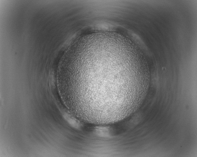X0000081380457200701182210