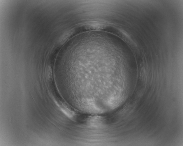 X0000081380459200701182210