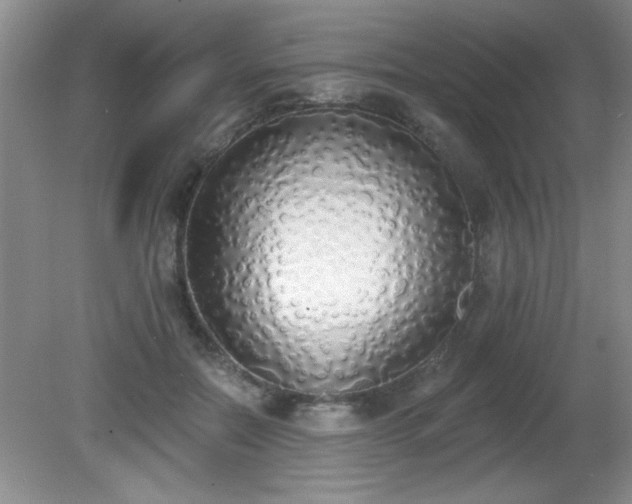 X0000081380554200701182208