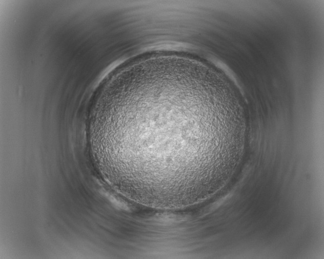 X0000081380829200701182203