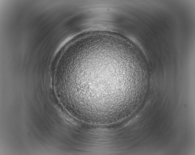 X0000081380925200701182201