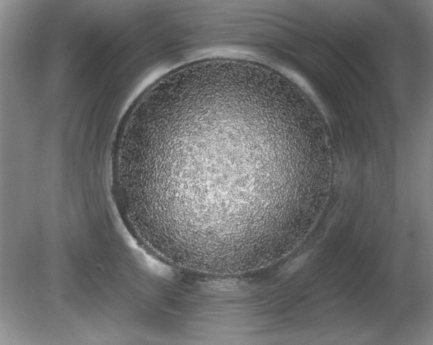 X0000081380999200701182201