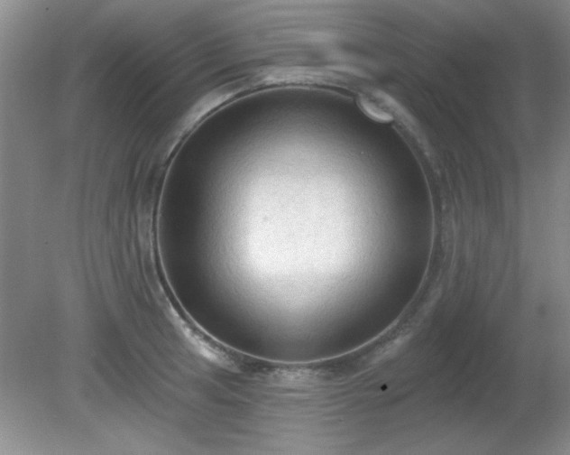 X0000081381041200701182200