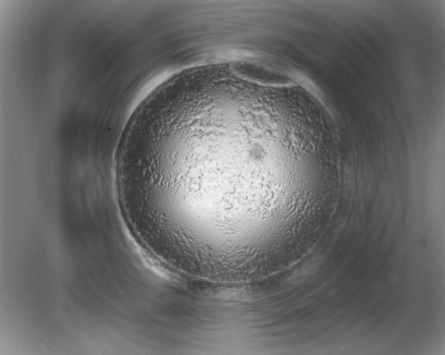 X0000081381047200701182200