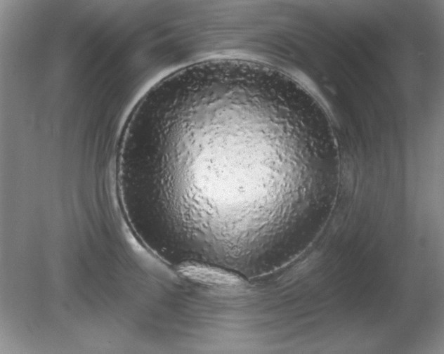 X0000081381100200701182159
