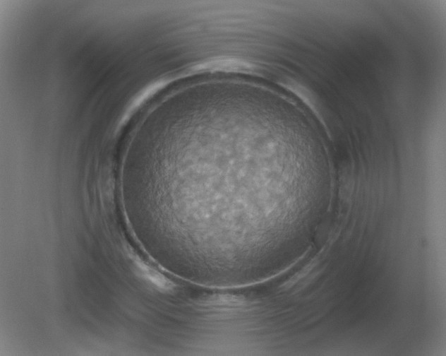 X0000081381115200701182158